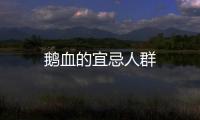 鵝血的宜忌人群
