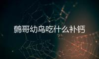 鷯哥幼鳥吃什么補鈣