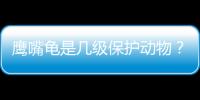 鷹嘴龜是幾級保護動物？ 鷹嘴龜是國家幾級保護動物