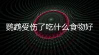 鸚鵡受傷了吃什么食物好？鸚鵡受傷了吃什么食物好得快