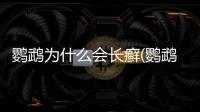鸚鵡為什么會長癬(鸚鵡為什么會長羽虱)