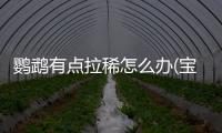 鸚鵡有點拉稀怎么辦(寶寶有點拉稀怎么辦?)