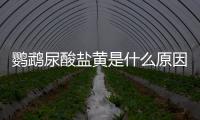 鸚鵡尿酸鹽黃是什么原因(尿酸高尿黃是什么原因引起的)