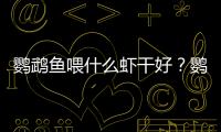 鸚鵡魚喂什么蝦干好？鸚鵡魚喂什么蝦干比較好