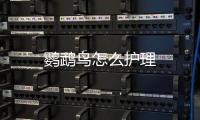 鸚鵡鳥怎么護理