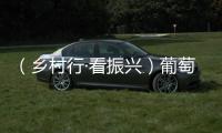 （鄉村行·看振興）葡萄熟了，“老林”樂了