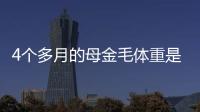 4個多月的母金毛體重是多少斤正常