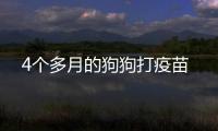 4個多月的狗狗打疫苗