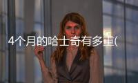 4個月的哈士奇有多重(五個月的哈士奇有多重)