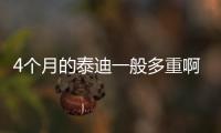 4個月的泰迪一般多重啊