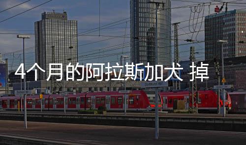 4個月的阿拉斯加犬 掉毛嗎？阿拉斯加幼犬掉毛嚴(yán)重