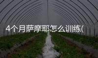 4個月薩摩耶怎么訓練(3個月薩摩耶怎么訓練)