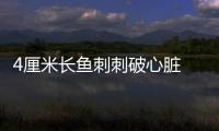 4厘米長(zhǎng)魚刺刺破心臟 意外險(xiǎn)抵御不測(cè)之禍