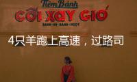 4只羊跑上高速，過路司機“順手牽羊”直接抱走