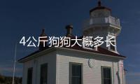 4公斤狗狗大概多長
