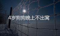 4歲狗狗晚上不出窩