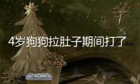4歲狗狗拉肚子期間打了疫苗