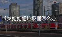 4歲狗狗翻垃圾桶怎么辦