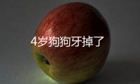 4歲狗狗牙掉了