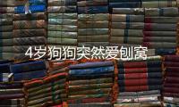 4歲狗狗突然愛刨窩