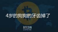 4歲的狗狗的牙齒掉了