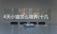 4天小貓怎么喂養(十幾天的小貓怎么喂養)