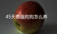 45天泰迪狗狗怎么養