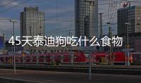 45天泰迪狗吃什么食物(小泰迪狗吃什么食物最好)