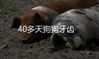 40多天狗狗牙齒