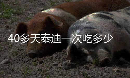 40多天泰迪一次吃多少狗糧(40天泰迪有多重)