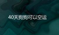 40天狗狗可以空運