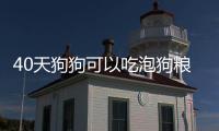 40天狗狗可以吃泡狗糧