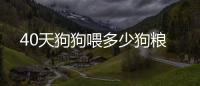 40天狗狗喂多少狗糧