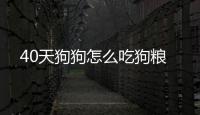 40天狗狗怎么吃狗糧