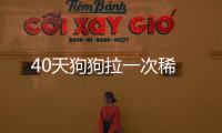 40天狗狗拉一次稀