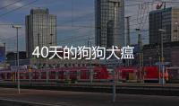 40天的狗狗犬瘟