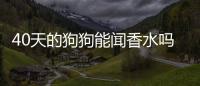 40天的狗狗能聞香水嗎