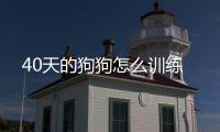 40天的狗狗怎么訓練