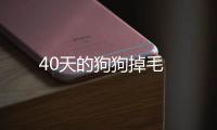 40天的狗狗掉毛