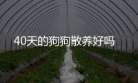40天的狗狗散養好嗎