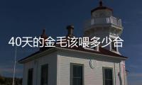 40天的金毛該喂多少合適呢(40天金毛喂多少粒狗糧)