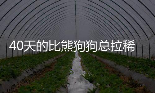 40天的比熊狗狗總拉稀