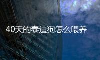 40天的泰迪狗怎么喂養(yǎng)(小泰迪狗怎么養(yǎng))