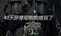 40天薩摩耶狗狗感冒了怎么辦