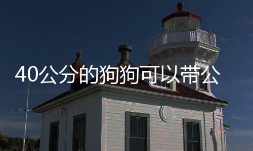 40公分的狗狗可以帶公交上么