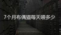7個月布偶貓每天喂多少貓糧合適  7個月的布偶貓吃多少