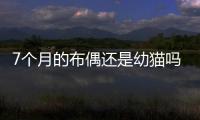 7個月的布偶還是幼貓嗎圖片？7個月的布偶貓多重正常