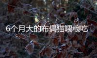6個月大的布偶貓喂糧吃多少(六個月大布偶貓吃多少)