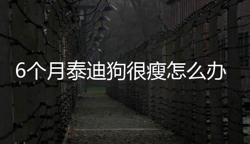 6個月泰迪狗很瘦怎么辦呢？六個月的泰迪太瘦了怎么辦