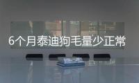 6個月泰迪狗毛量少正常嗎？六個月泰迪毛量少